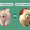 Real Vs Fake Wellness Pomeranian Formula