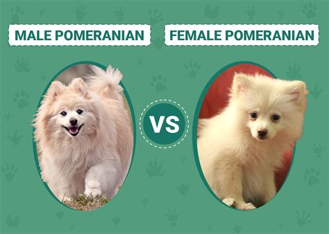 Real Vs Fake Wellness Pomeranian Formula