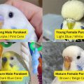 Spot Fake Browns Parakeet Formula