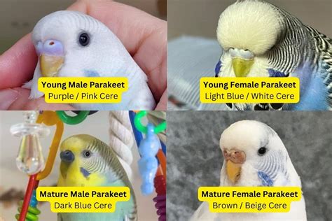 Spot Fake Browns Parakeet Formula