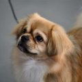 Spot Fake Royal Tibetan Spaniel Blend