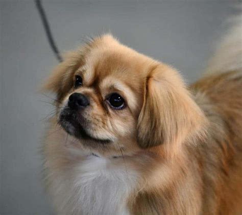 Spot Fake Royal Tibetan Spaniel Blend