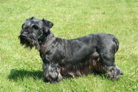 Verify Genuine Blue Cesky Terrier Formula