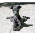 Verify Genuine Blue Mini Greyhound Formula