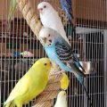 Verify Genuine Martin Budgie Mix