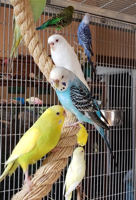 Verify Genuine Martin Budgie Mix