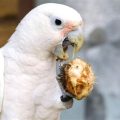 Verify Genuine Science Cockatoo Mix