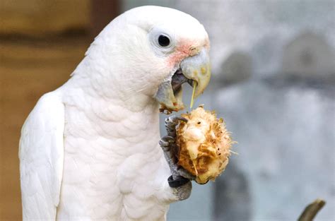 Verify Genuine Science Cockatoo Mix