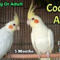 Ways To Spot Fake Living Cockatiel Blend