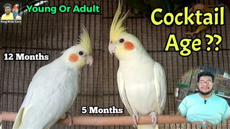 Ways To Spot Fake Living Cockatiel Blend