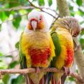 Ways To Spot Fake Pretty Bird Conure Food