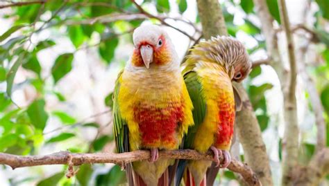 Ways To Spot Fake Pretty Bird Conure Food