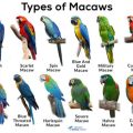 Ways To Spot Fake Pretty Macaw Blend