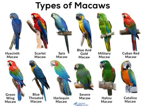 Ways To Spot Fake Pretty Macaw Blend