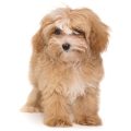 Ways To Spot Fake Purina Maltipoo Blend