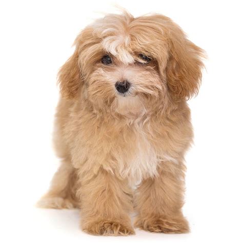 Ways To Spot Fake Purina Maltipoo Blend