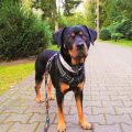 Ways To Spot Fake Royal Mini Rottie Food