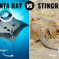 Ways To Spot Fake Stingray Boat