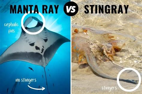 Ways To Spot Fake Stingray Boat