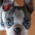 Ways To Verify Blue Boston Terrier Recipe