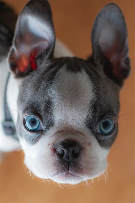 Ways To Verify Blue Boston Terrier Recipe