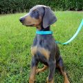 Ways To Verify Blue Mini Doberman Recipe