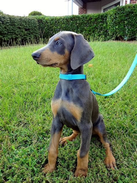 Ways To Verify Blue Mini Doberman Recipe