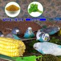 Ways To Verify Paradise Budgie Food