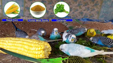 Ways To Verify Paradise Budgie Food