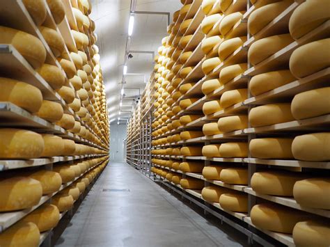 Swiss cheese production